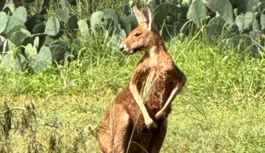 Kangaroo on the loose near San Antonio