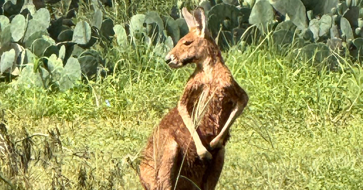 Kangaroo on the loose near San Antonio