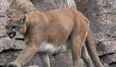Texas may require hunters to report mountain lion kills under new rule