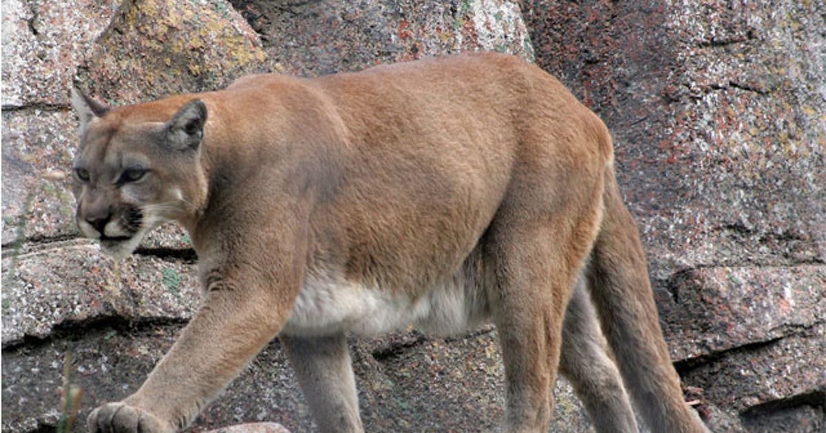 Texas may require hunters to report mountain lion kills under new rule