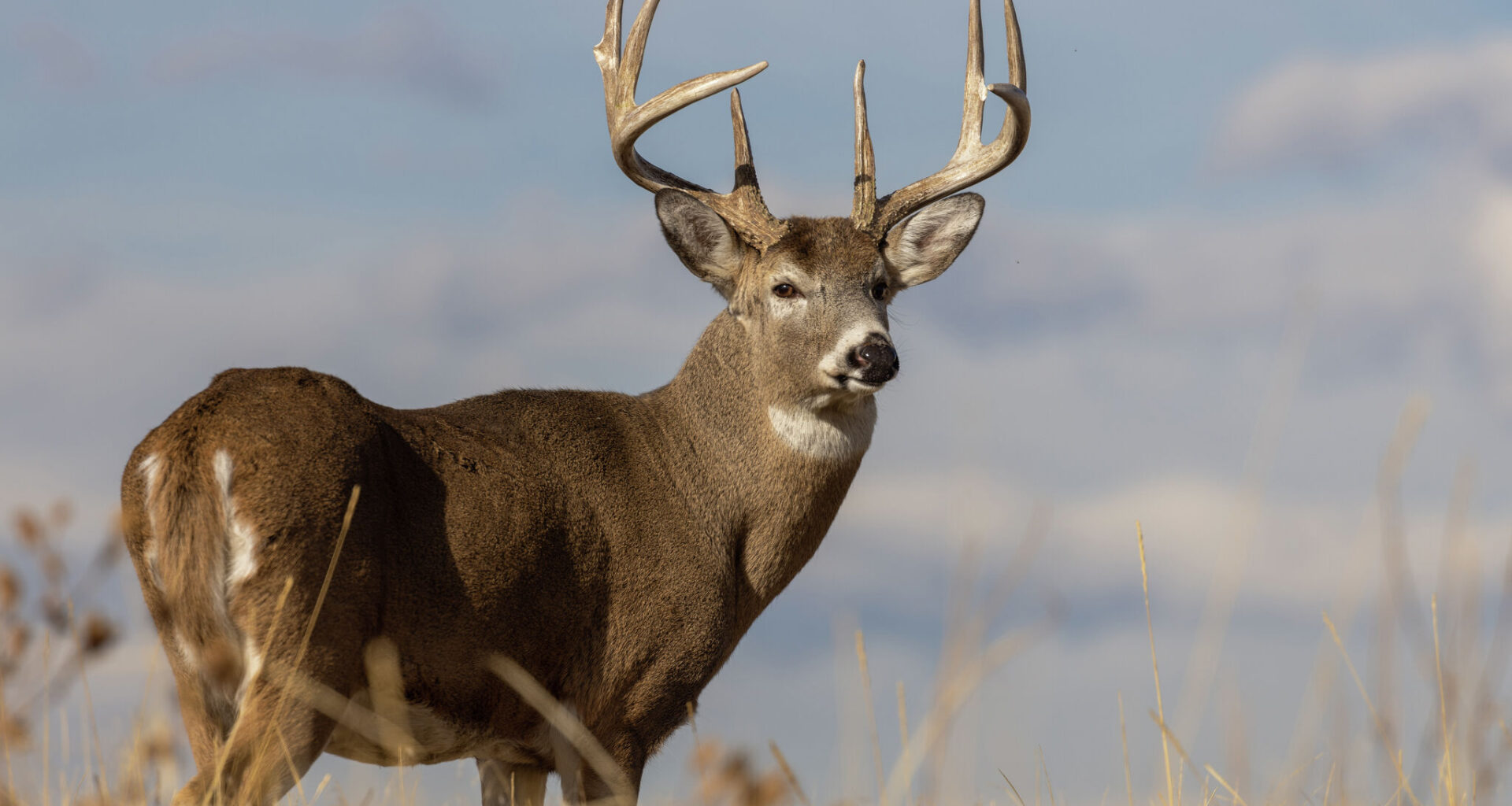 Texas game wardens tie New Braunfels man to grisly deer killings