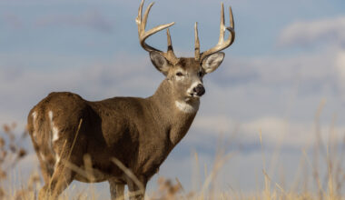 Texas game wardens tie New Braunfels man to grisly deer killings