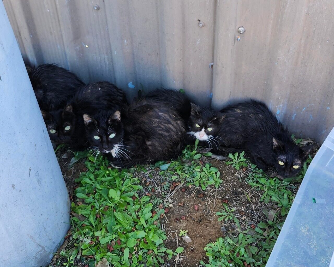 $10K reward offered in San Antonio after kittens found