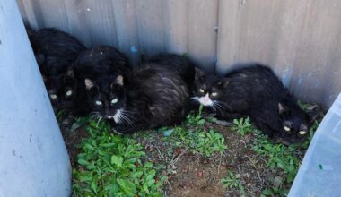 $10K reward offered in San Antonio after kittens found