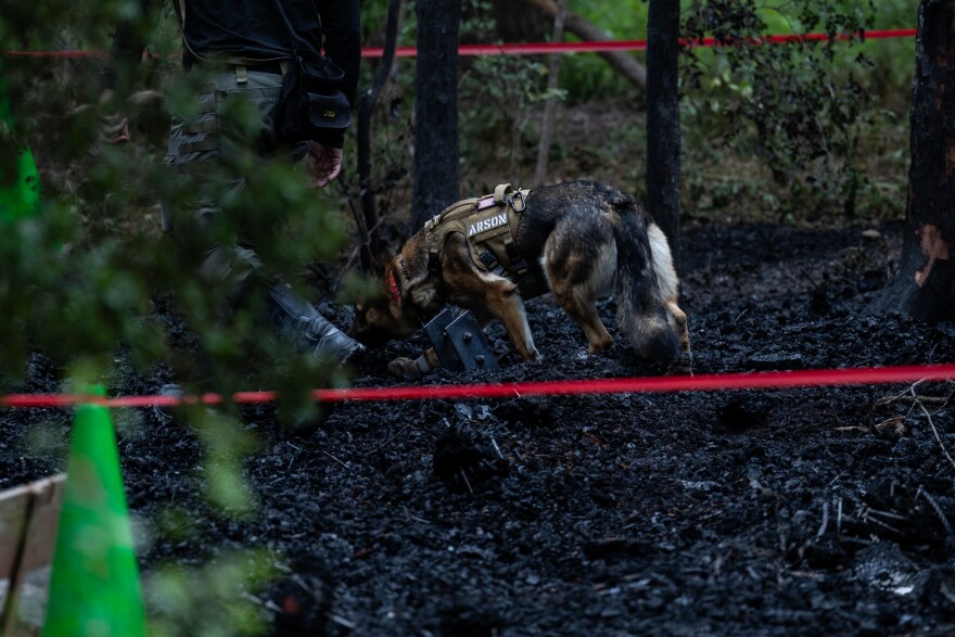 A dog wearing a vest that reads "arson" walks among ashes. 