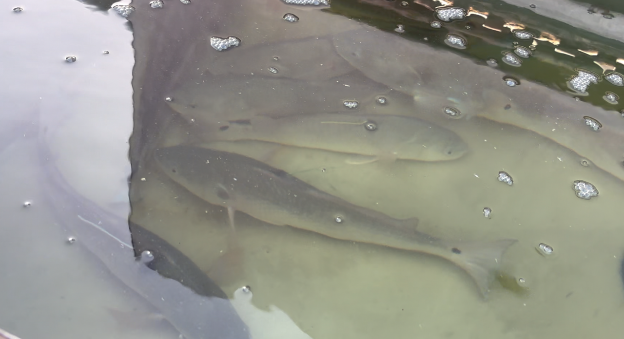 RED FISHES IN BUBBLER