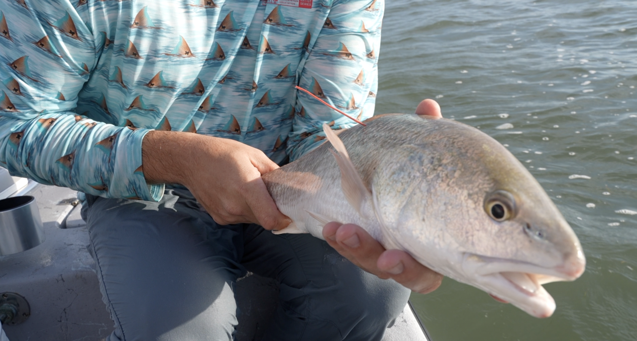 RED FISH