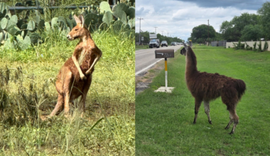 Runaway kangaroo and loose llama cause chaos in town near San Antonio