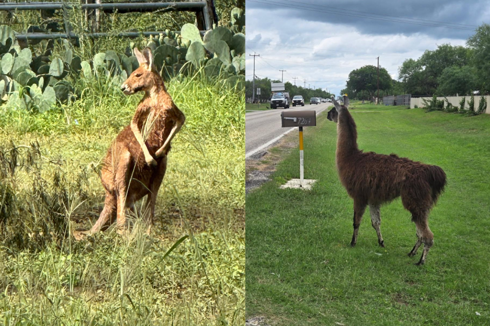 Runaway kangaroo and loose llama cause chaos in town near San Antonio