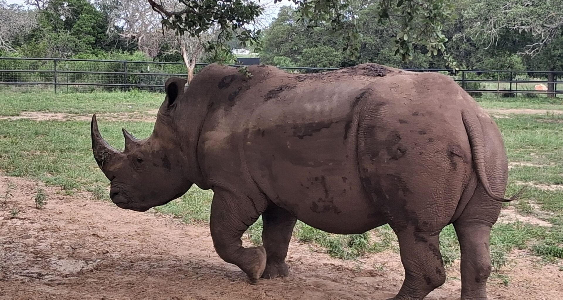 There’s a winery near Fredericksburg where guests can pet a rhino