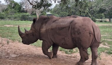 There’s a winery near Fredericksburg where guests can pet a rhino