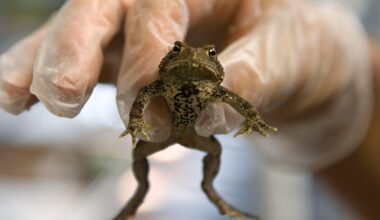 As America Marks 250 Years, This Toad Is Vanishing. Can Texas Save It?