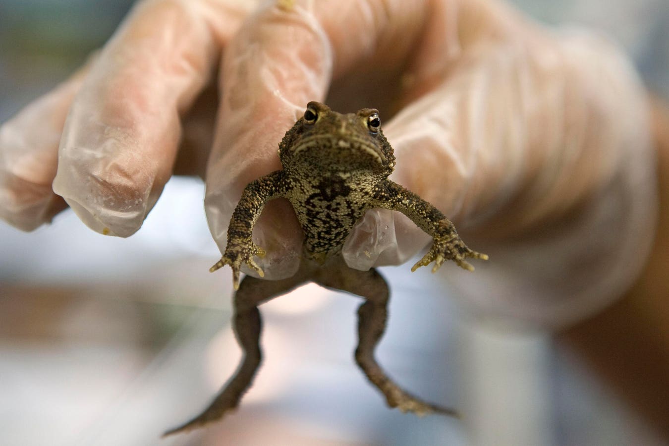 As America Marks 250 Years, This Toad Is Vanishing. Can Texas Save It?