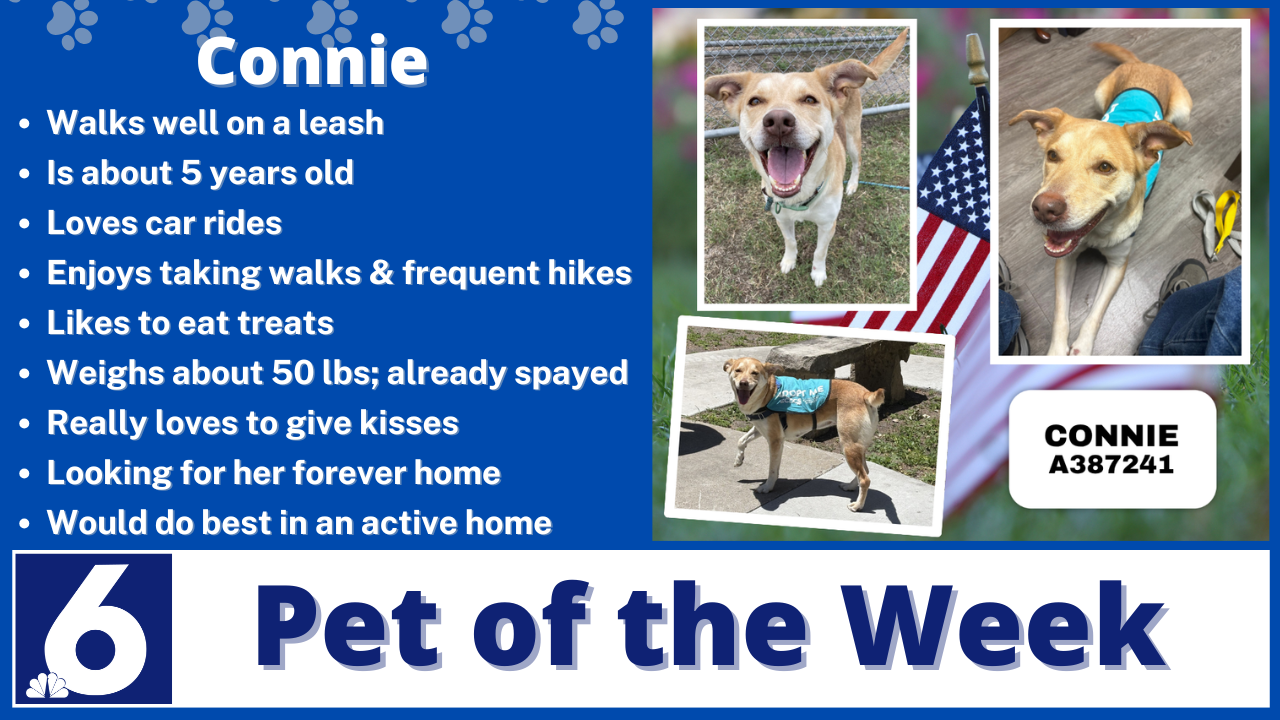 Copy of Pet of the week