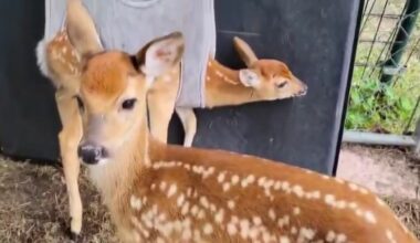 Volunteer wildlife rehabilitators say proposed Texas changes could mean fewer lives saved