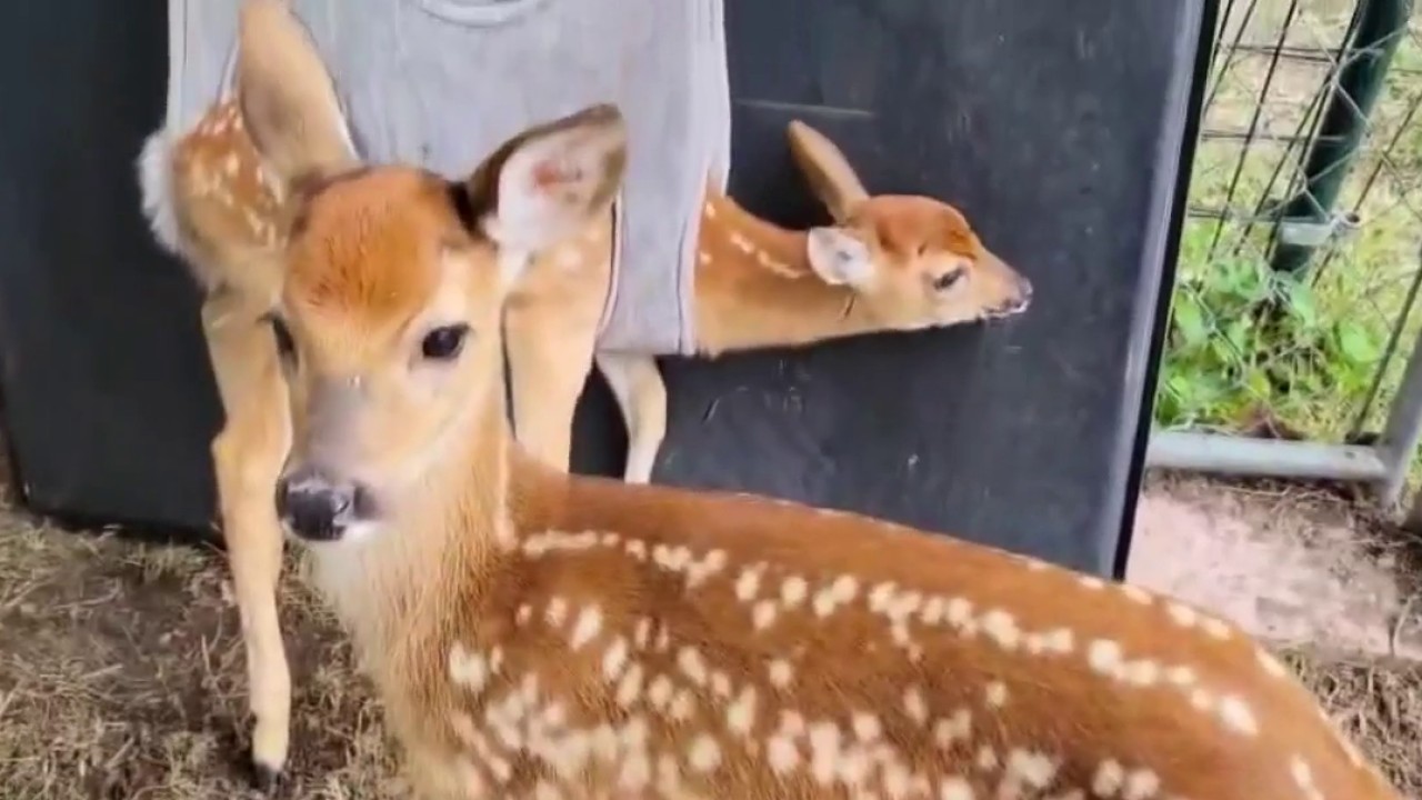 Volunteer wildlife rehabilitators say proposed Texas changes could mean fewer lives saved