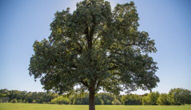 National Preservation Month: Celebrating Arlington's Historic Trees