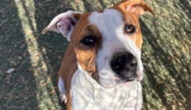 Good Day Good Dog: Mookie