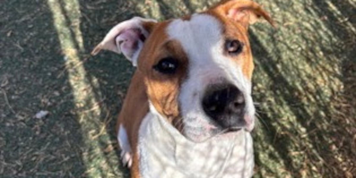 Good Day Good Dog: Mookie