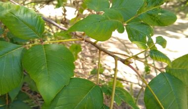 Don't Let the Itch Ruin Your Hike: A Guide to Poison Ivy and Oak