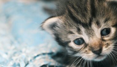 Little Paws, Big Needs: How to Be a Hero for Arlington’s Baby Kittens