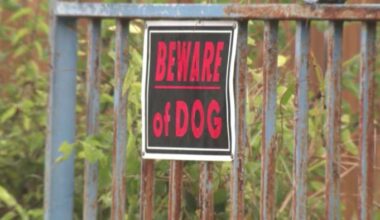 Dog bite cases in San Antonio on the rise, Animal Care Services data shows