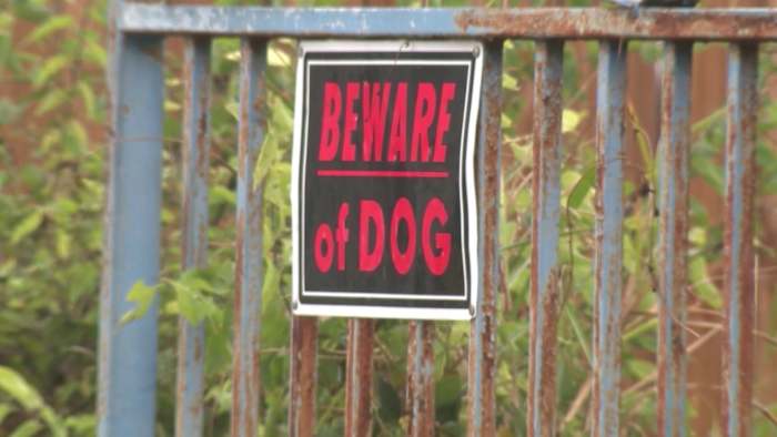 Dog bite cases in San Antonio on the rise, Animal Care Services data shows