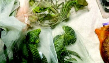 California man sentenced to 5+ years for smuggling 1,700 reptiles through El Paso border