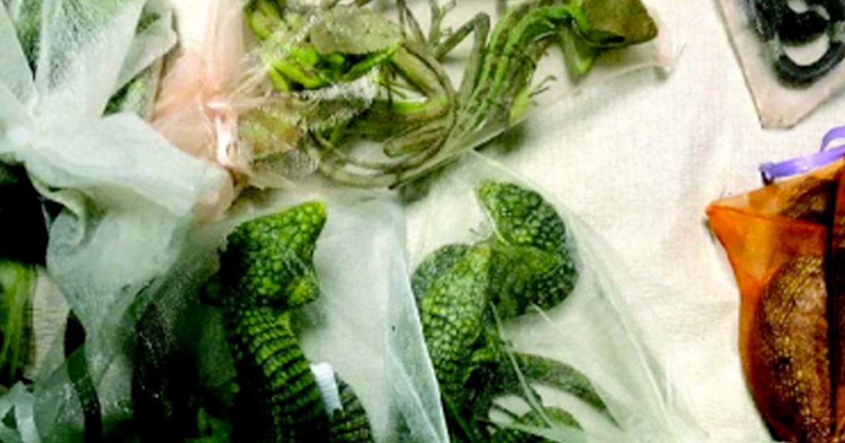 California man sentenced to 5+ years for smuggling 1,700 reptiles through El Paso border