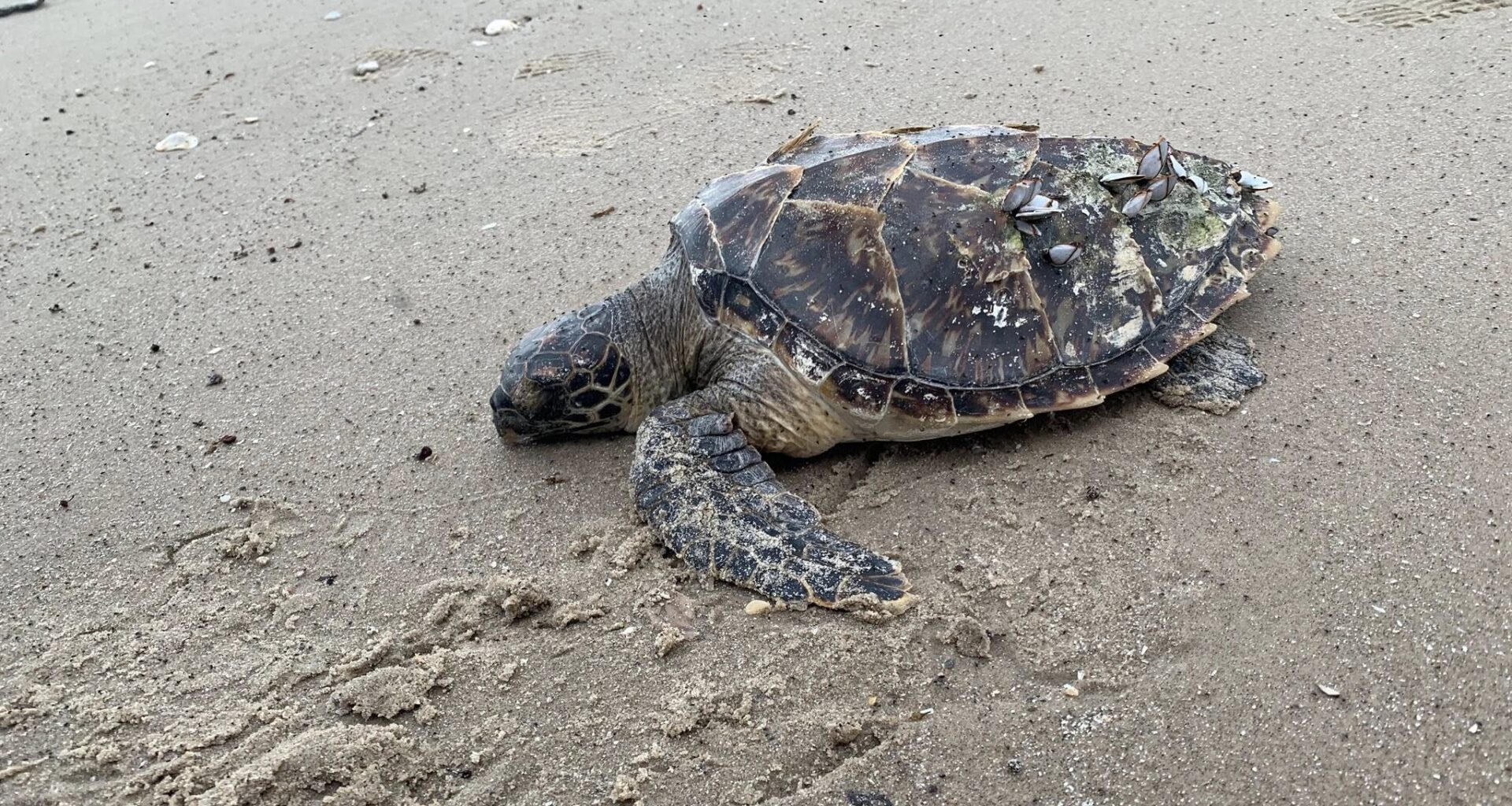 Rare hawksbill sea turtle found on Texas coast for second time in days