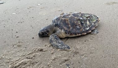 Rare hawksbill sea turtle found on Texas coast for second time in days