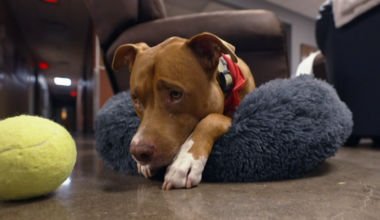 When a Texas man was forced to give up his dog, a fire station gave him a home: "You could tell he's been loved"