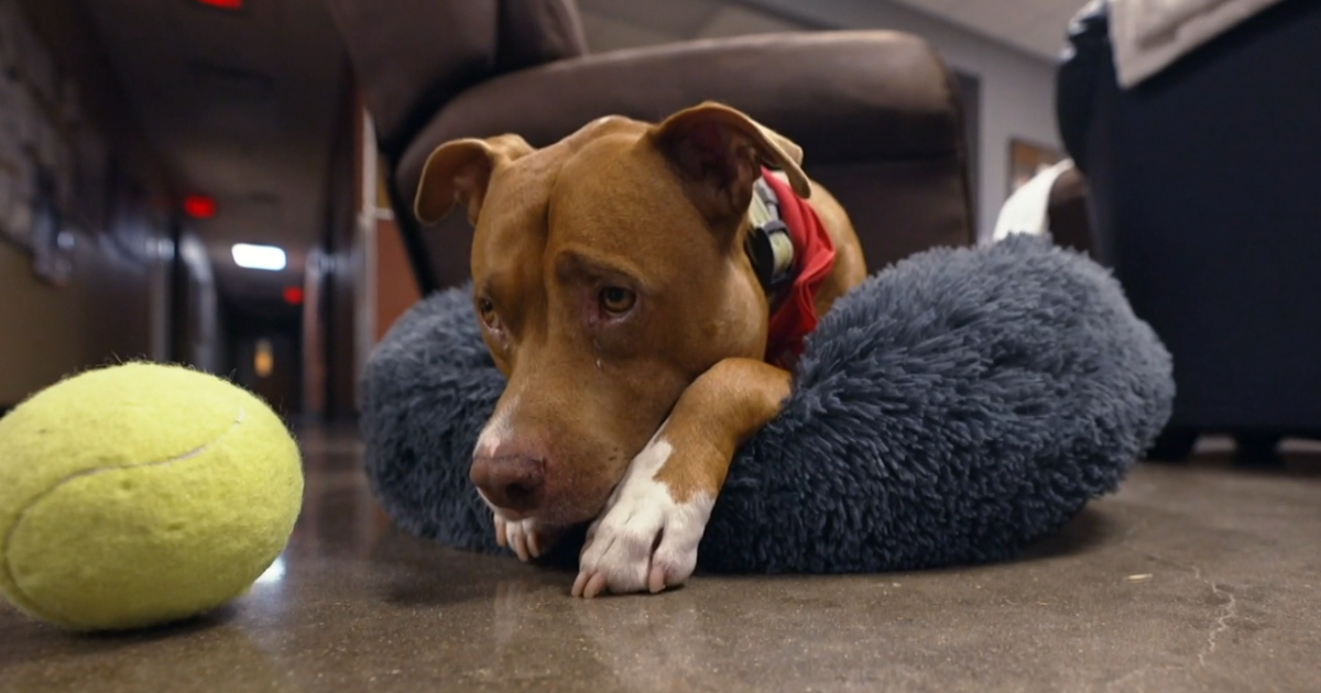 When a Texas man was forced to give up his dog, a fire station gave him a home: "You could tell he's been loved"