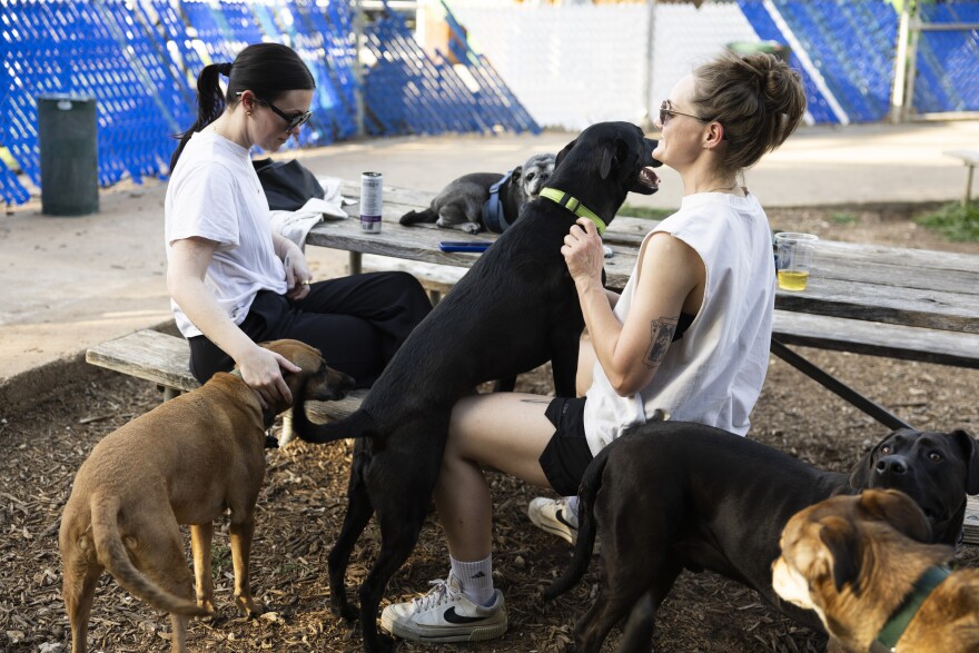 Two women sit at a picnic table surrounded by large dogs.