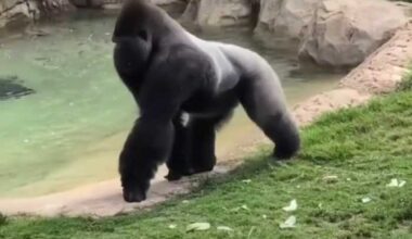 ‘Rise & Dine’ with gorillas: San Antonio Zoo launches breakfast experience at Congo Falls