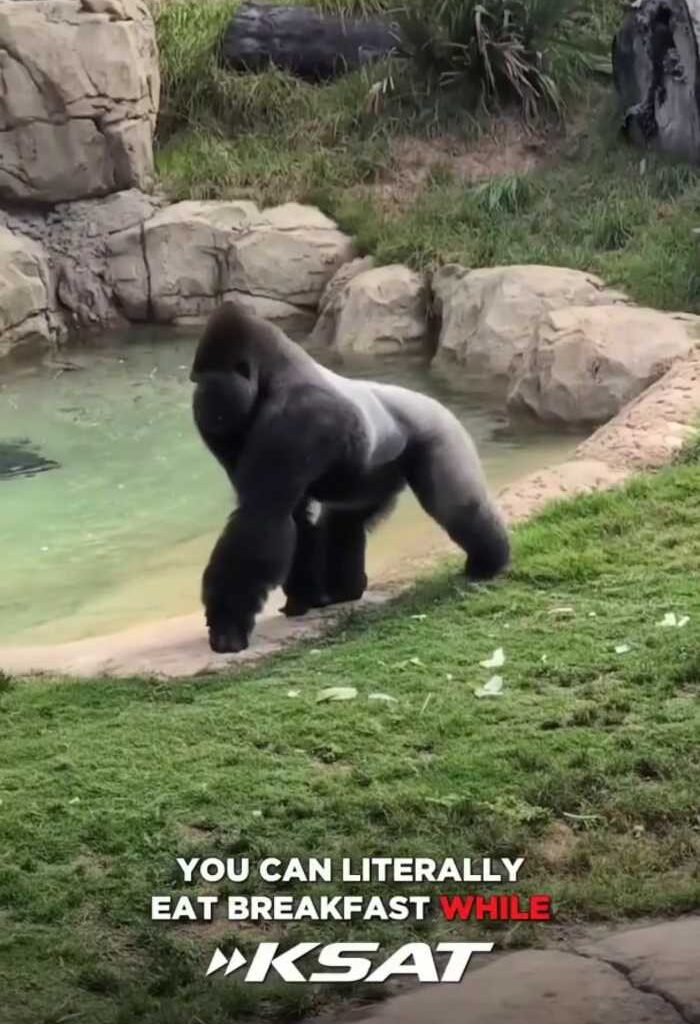 ‘Rise & Dine’ with gorillas: San Antonio Zoo launches breakfast experience at Congo Falls