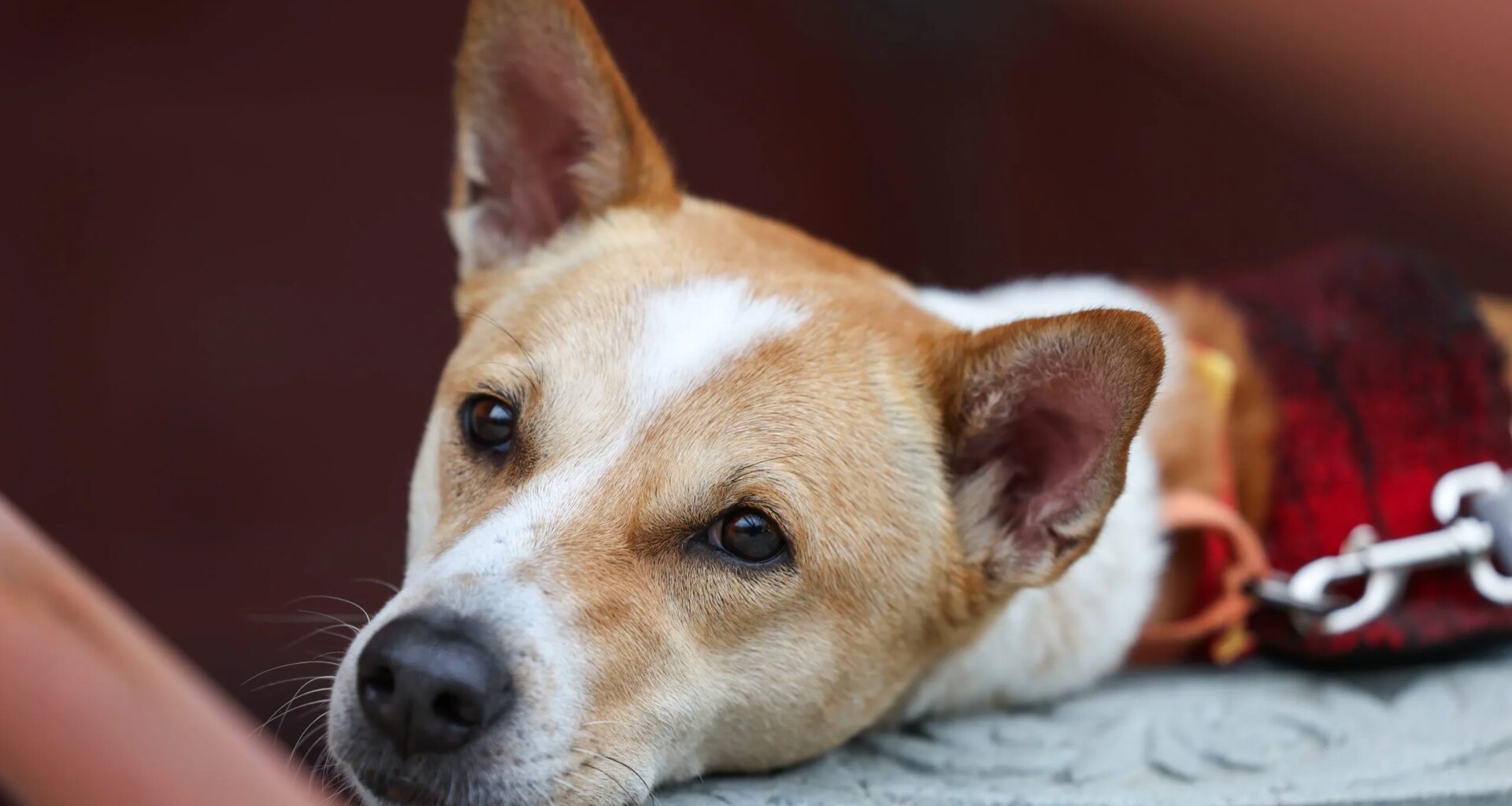 From stray to furry friend: A foundation named for Aloka the Peace Dog aims to help animals worldwide