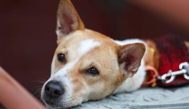 From stray to furry friend: A foundation named for Aloka the Peace Dog aims to help animals worldwide