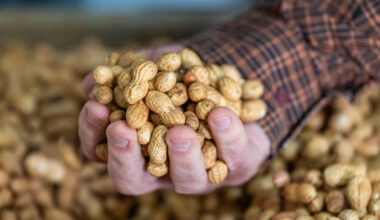 a fist full of peanuts in the shell