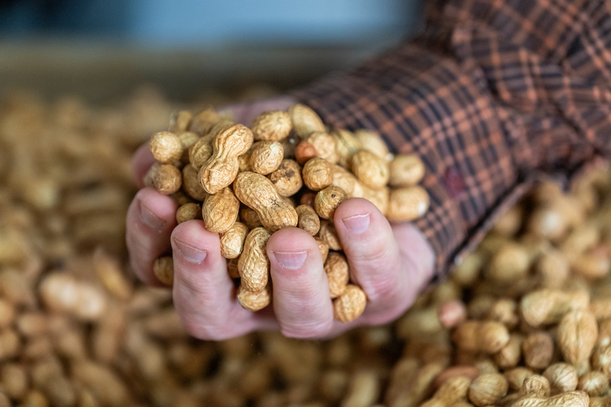 a fist full of peanuts in the shell