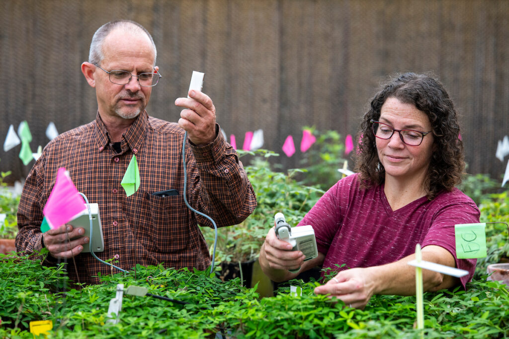 Two people, a male and a female, stand in a greenhouse using electronics to look at green peanut plants
