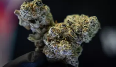 A cannabis flower is pictured at Terp Haus on Thursday, April 30, 2026. Patricia Lim/KUT News