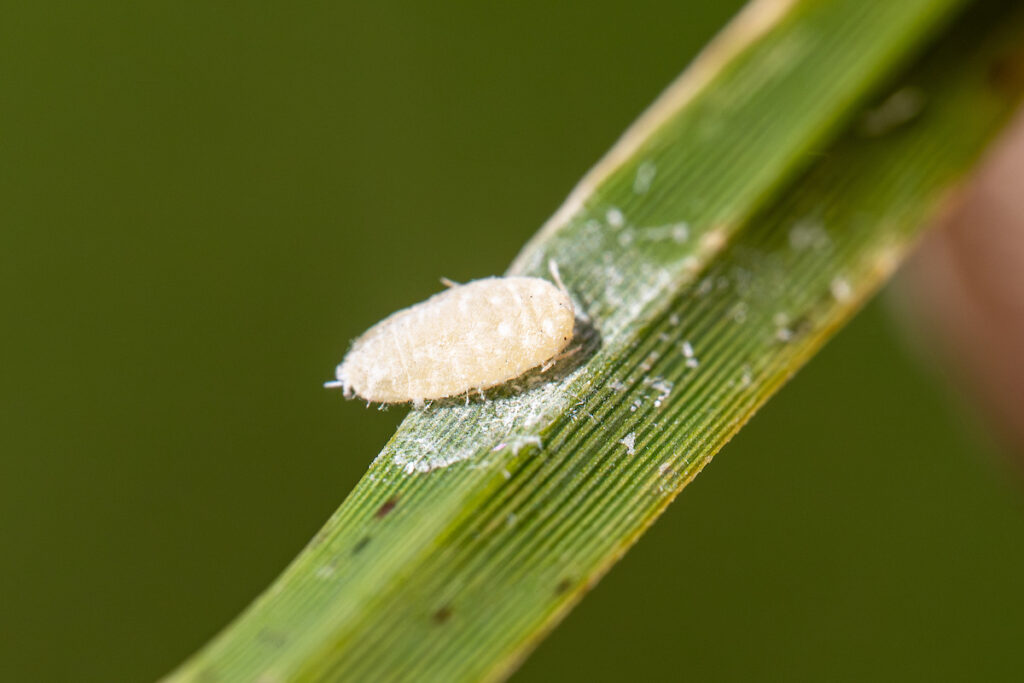A tiny white Pasture mealy bug on a green blade of grass. 