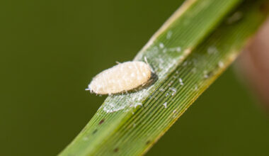 A tiny white Pasture mealy bug on a green blade of grass.