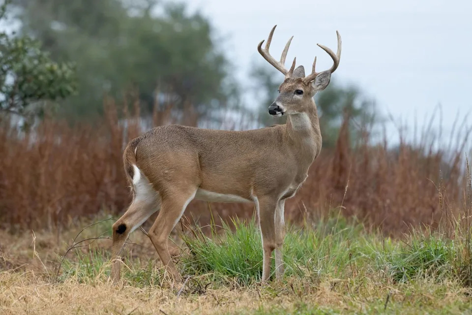 A male or buck White-Tailed Deer, Odocoileus virginianus, near Goose Island State Park in TexasCredit: Jon G. Fuller/VW Pics/Universal Images Group via Getty