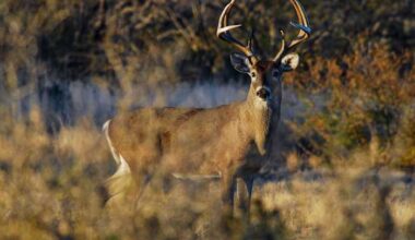 New Braunfels man faces 74 charges after illegally killing white-tailed bucks, TPWD says