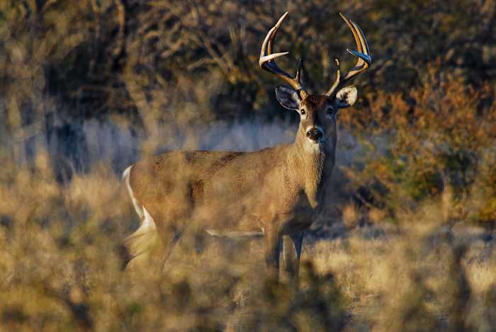 New Braunfels man faces 74 charges after illegally killing white-tailed bucks, TPWD says