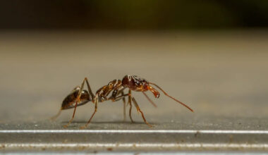 Invasive crazy ants are outsmarting Texas researchers and evading eradication efforts