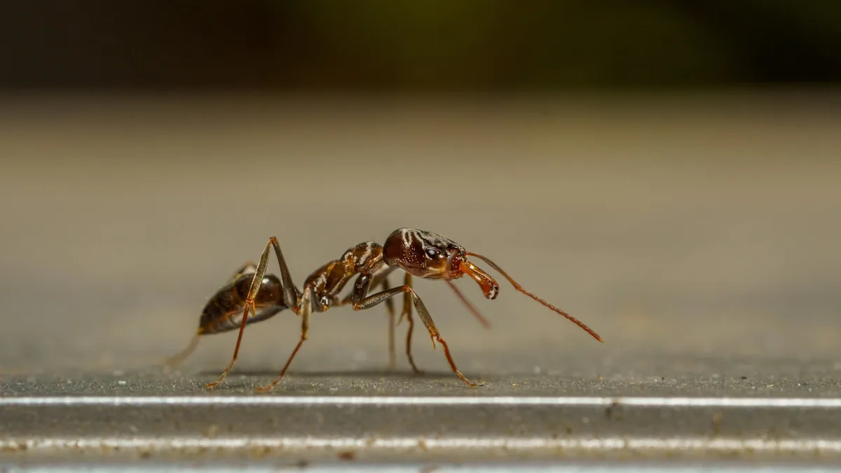 Invasive crazy ants are outsmarting Texas researchers and evading eradication efforts