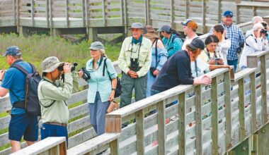 Spring migration excursion - Port Aransas South Jetty